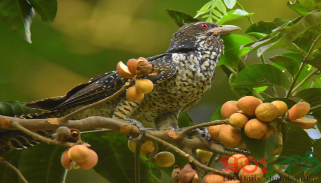 Forign Birds